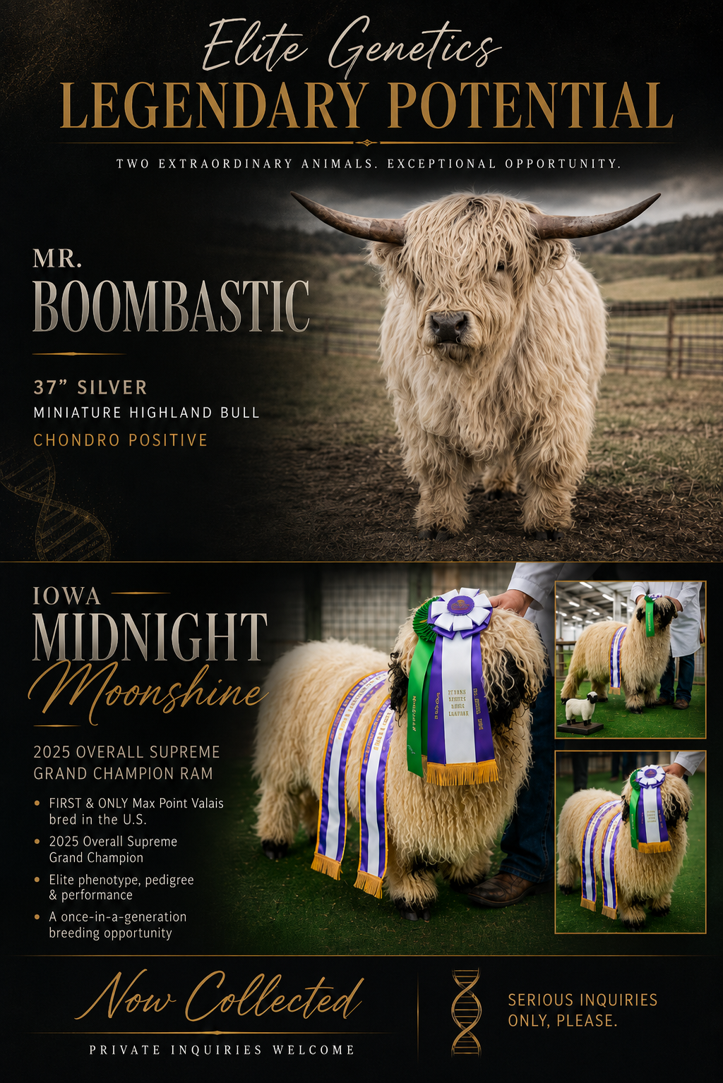 Elite Genetics Limited Release