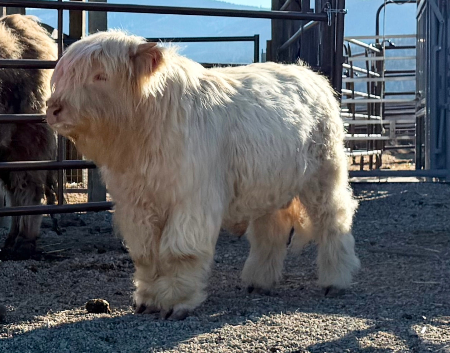 💥 Ghostface Gunner 💥