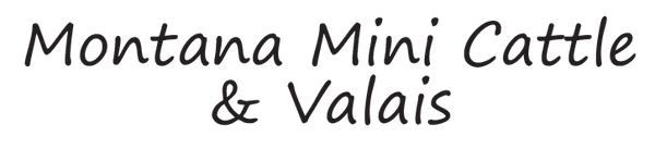 Montana Mini Cattle