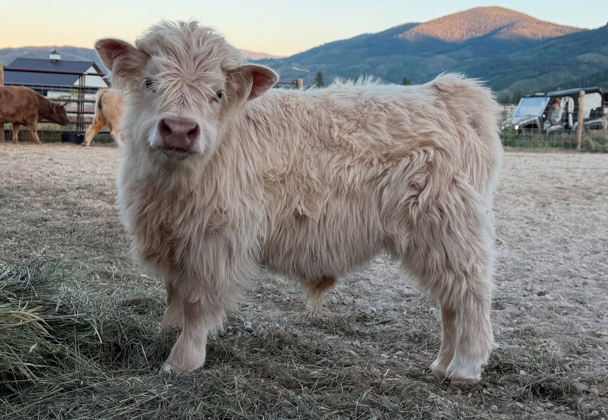Collections – Montana Mini Cattle
