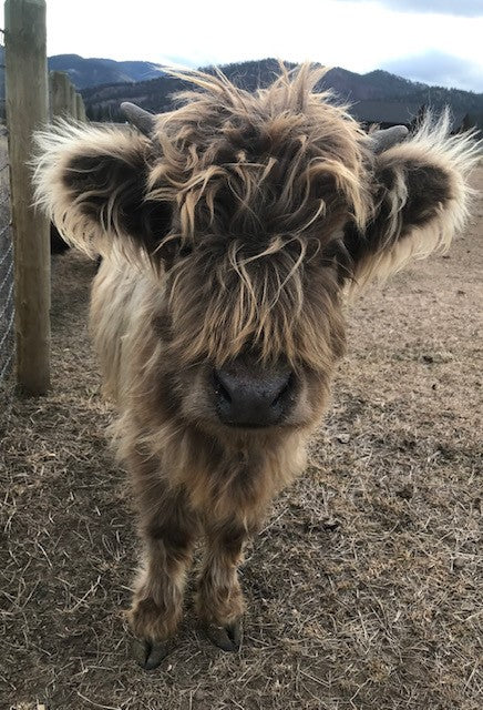 Fluffy little dun miniature highland heifer 