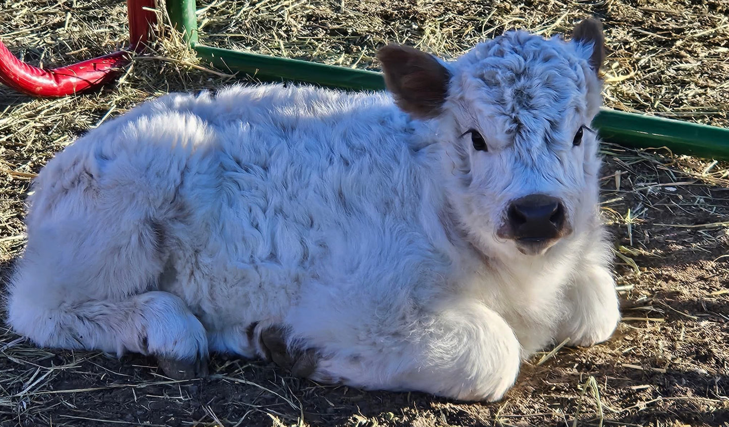 ❄️       Frozen Tundra       ❄️