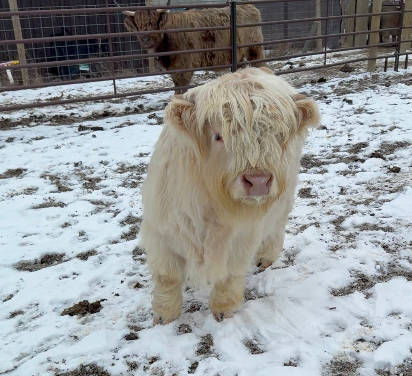 💥      Ghostface Gunner      💥