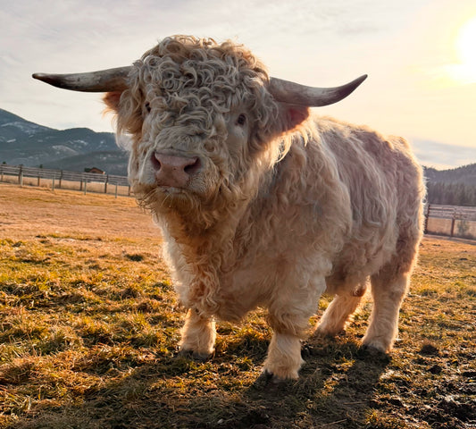 💥      Ghostface Gunner      💥