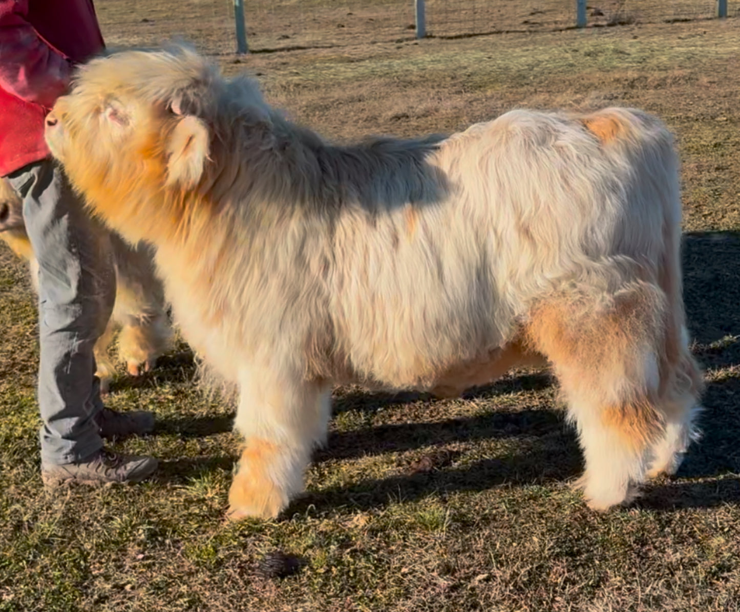 💥      Ghostface Gunner      💥