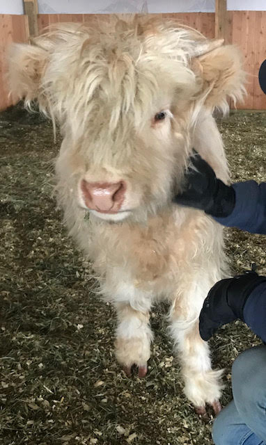 Super fluffy white miniature highland heifer