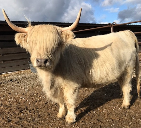 Gorgeous silver miniature highland cow