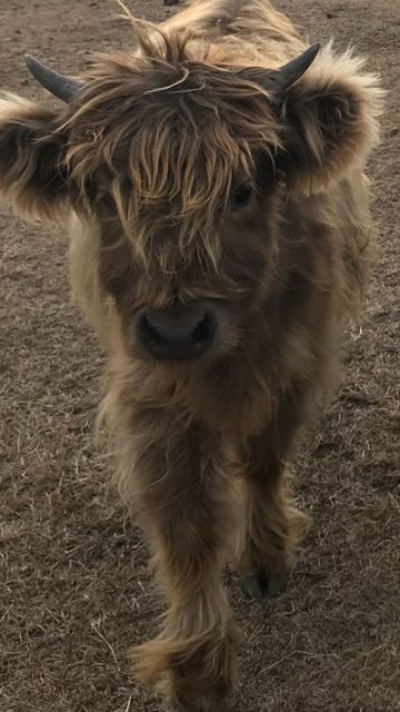 Cute little Dun highland heifer 